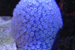 Flower Pot Coral