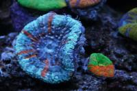 Australis Doughnut Coral Thumbnail