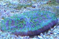 Plate Coral Green - Short Tentacle Thumbnail