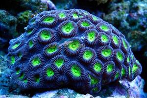 Pineapple Brain Coral Thumbnail