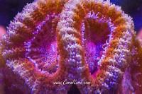 Acan Coral