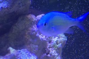 Blue/Green Reef Chromis Thumbnail