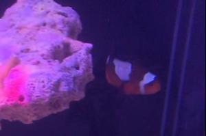 Snowflake Clownfish Thumbnail