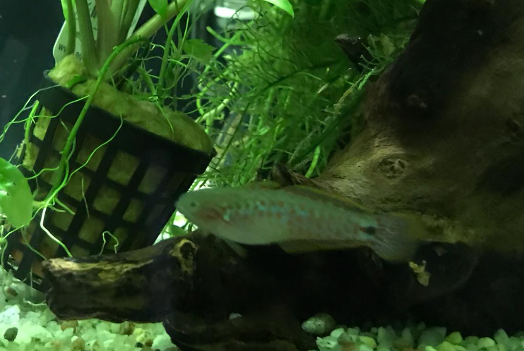 My Aquarium on Dec 29, 2018