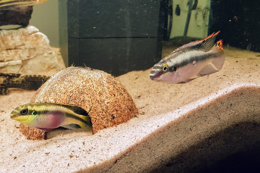 Kribensis Cichlid / Pelvicachromis pulcher 81