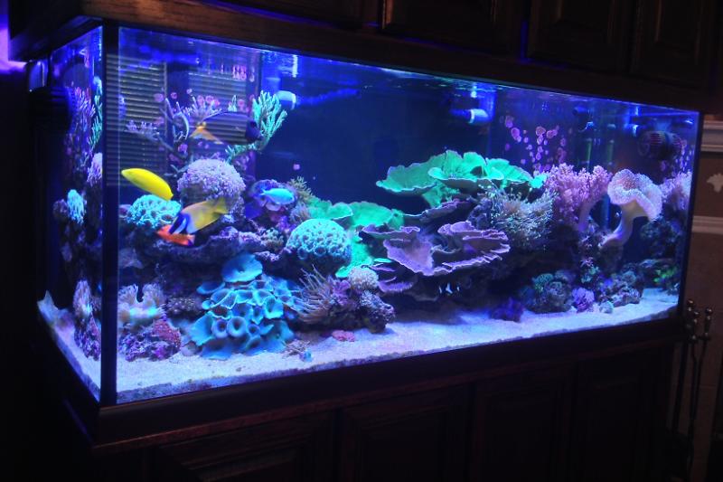 156g Reef Thumbnail