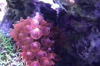 Bulb Anemone Thumbnail