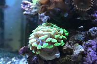 Hammer Anchor Coral Thumbnail