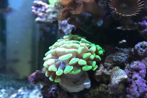 Hammer / Anchor Coral