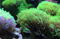 Green Star Polyp Thumbnail