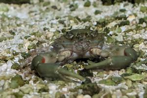 Emerald Crab Thumbnail