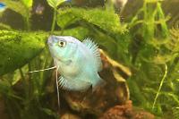 Powder Blue Dwarf Gourami Thumbnail