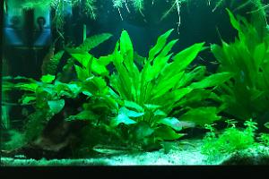 My Aquarium on Jan 5, 2019