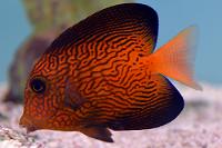 Chevron Tang Thumbnail