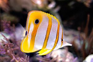 Copperband Butterflyfish