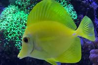 Yellow Tang Thumbnail