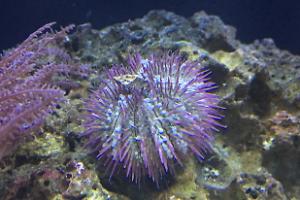 Purple Short Spine Pincushion Urchin Thumbnail