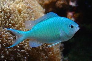 Blue-Green Chromis Thumbnail