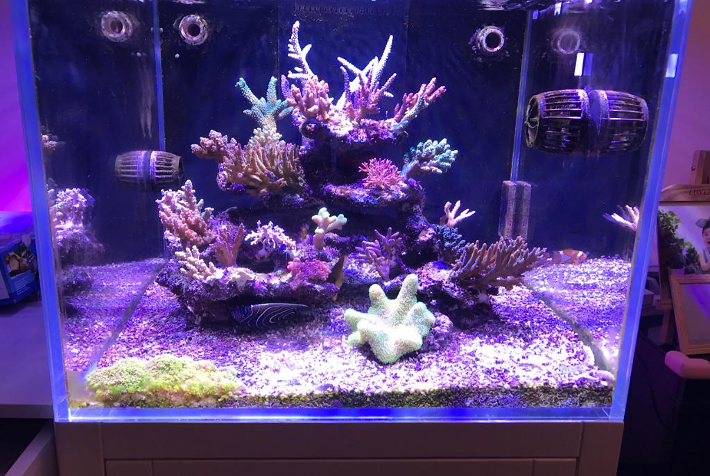 Ricky's Reef Tank on Jan 9, 2019