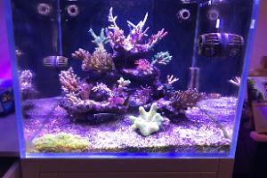 Ricky's Reef Tank Thumbnail