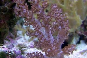 Kenya Tree Coral