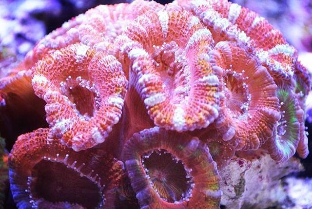 Acan Brain Coral