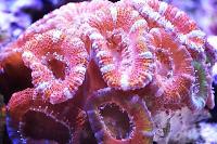 Acan Coral Thumbnail