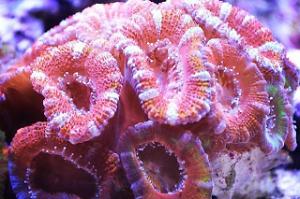 Acan Brain Coral