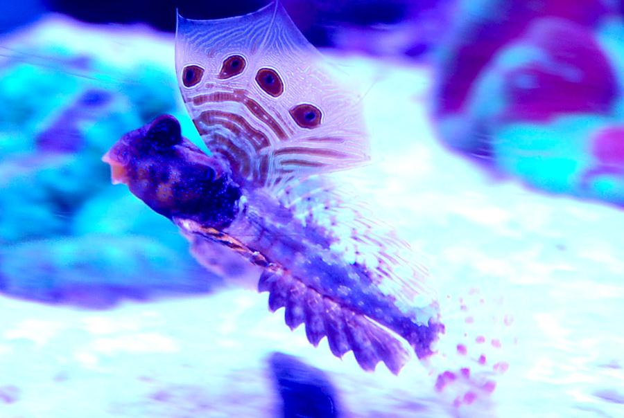 Scooter Blenny