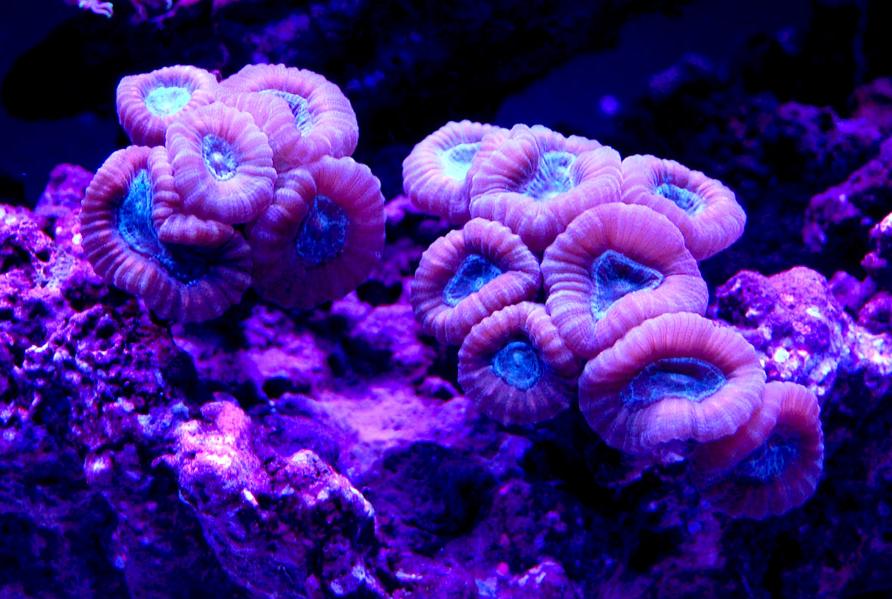 Candy Cane Coral