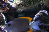 Tomini Tang (Flame Fin Tang)