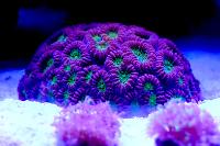 Brain Coral Favites Thumbnail