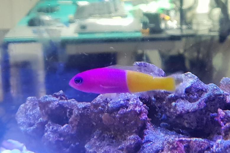 Bicolor Dottyback / Pictichromis paccagnellae 128