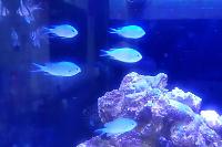 Green chromis Thumbnail