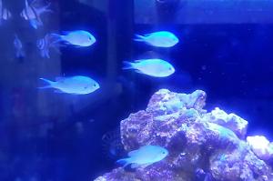 Green chromis