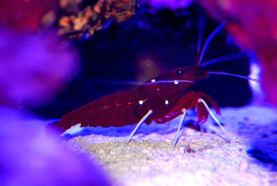 Blood Red Fire Shrimp