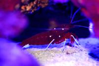 Blood Red Fire Shrimp Thumbnail