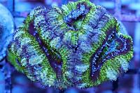 POTO Mean Green Acan Thumbnail