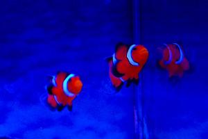 Ocellaris Clownfish Thumbnail