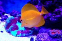 Yellow Tang Thumbnail