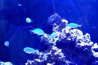 Blue green chromis Thumbnail