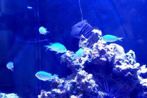 Blue green chromis