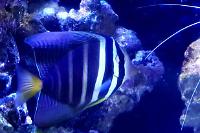 Sailfin Tang Thumbnail