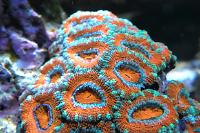 Acan Brain Coral Thumbnail