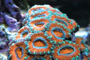 Acan Brain Coral