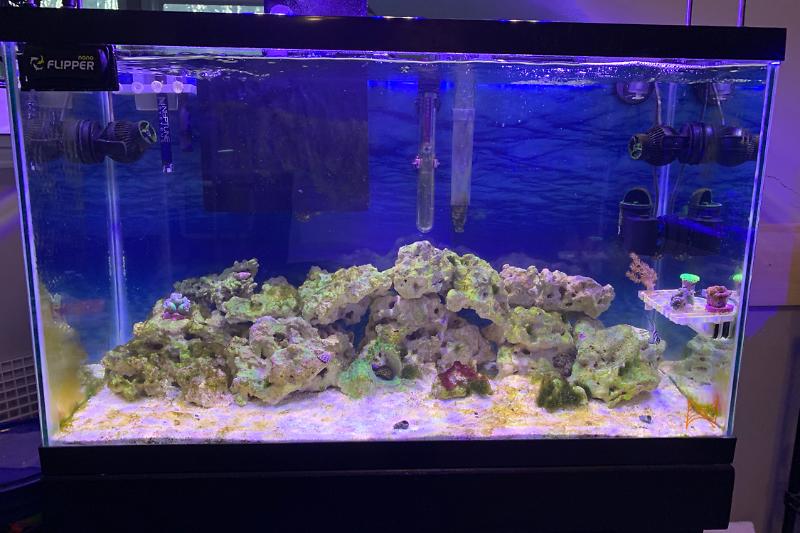 29G LPS Reef Thumbnail