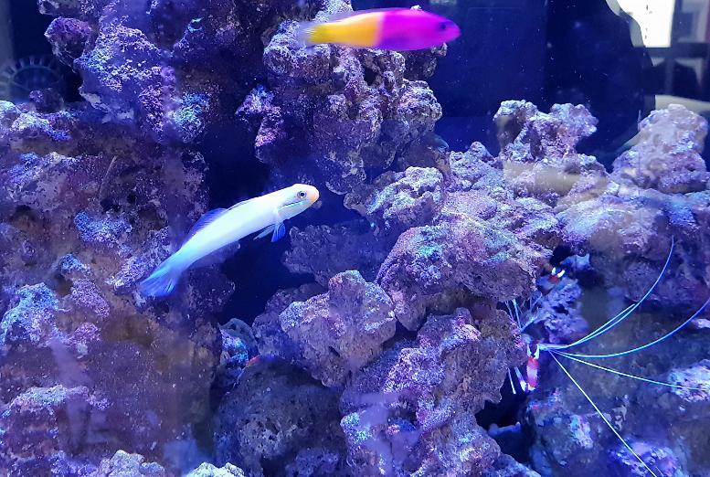 Sleeper Gold Head Goby