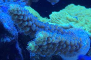 Acropora tenuis Thumbnail