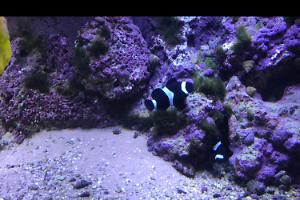 Arc Black Clown Fish Thumbnail