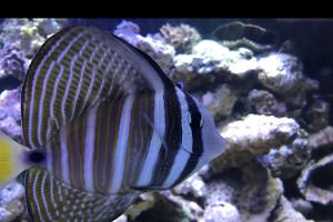 Sailfin tang Thumbnail